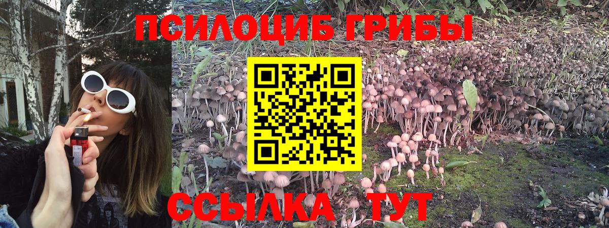 Псилоцибиновые грибы Cubensis Елабуга